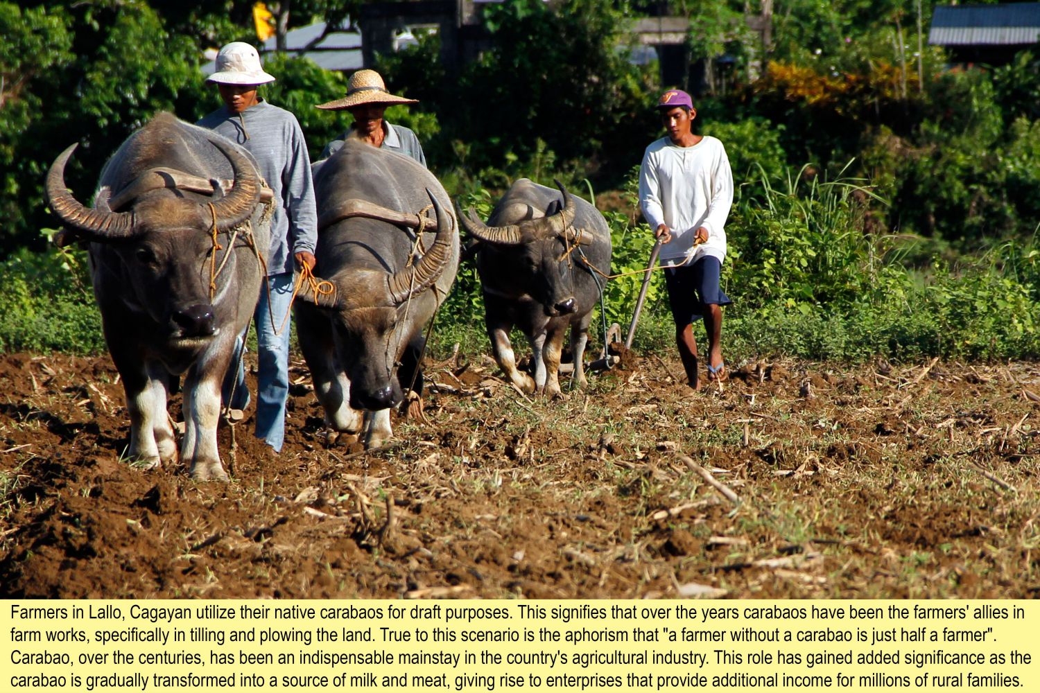 Carabao Rises To New Found Importance As Farmers ‘beast Of Fortune