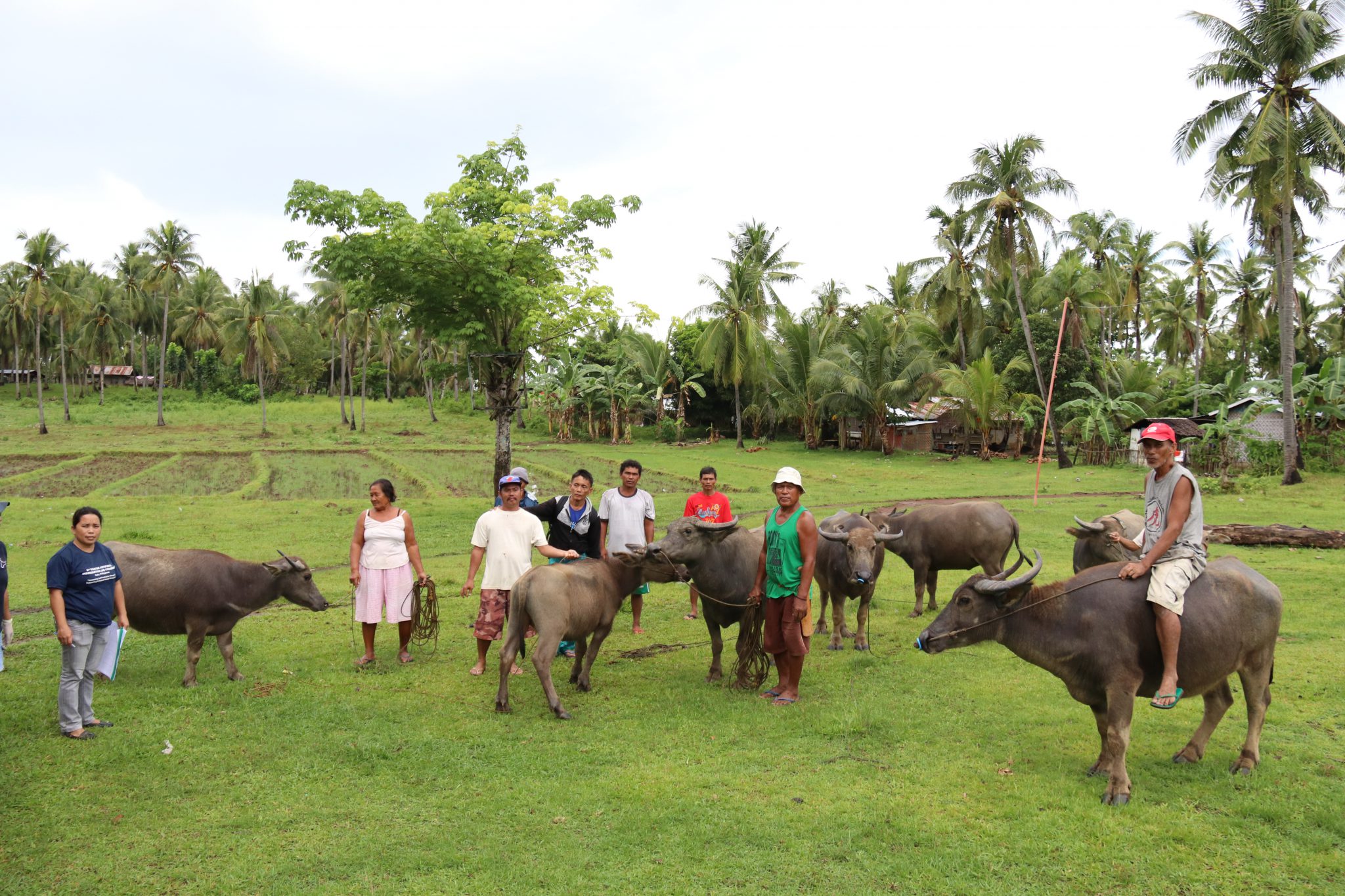 CPG Native Carabao Conservation: Current status and way forward