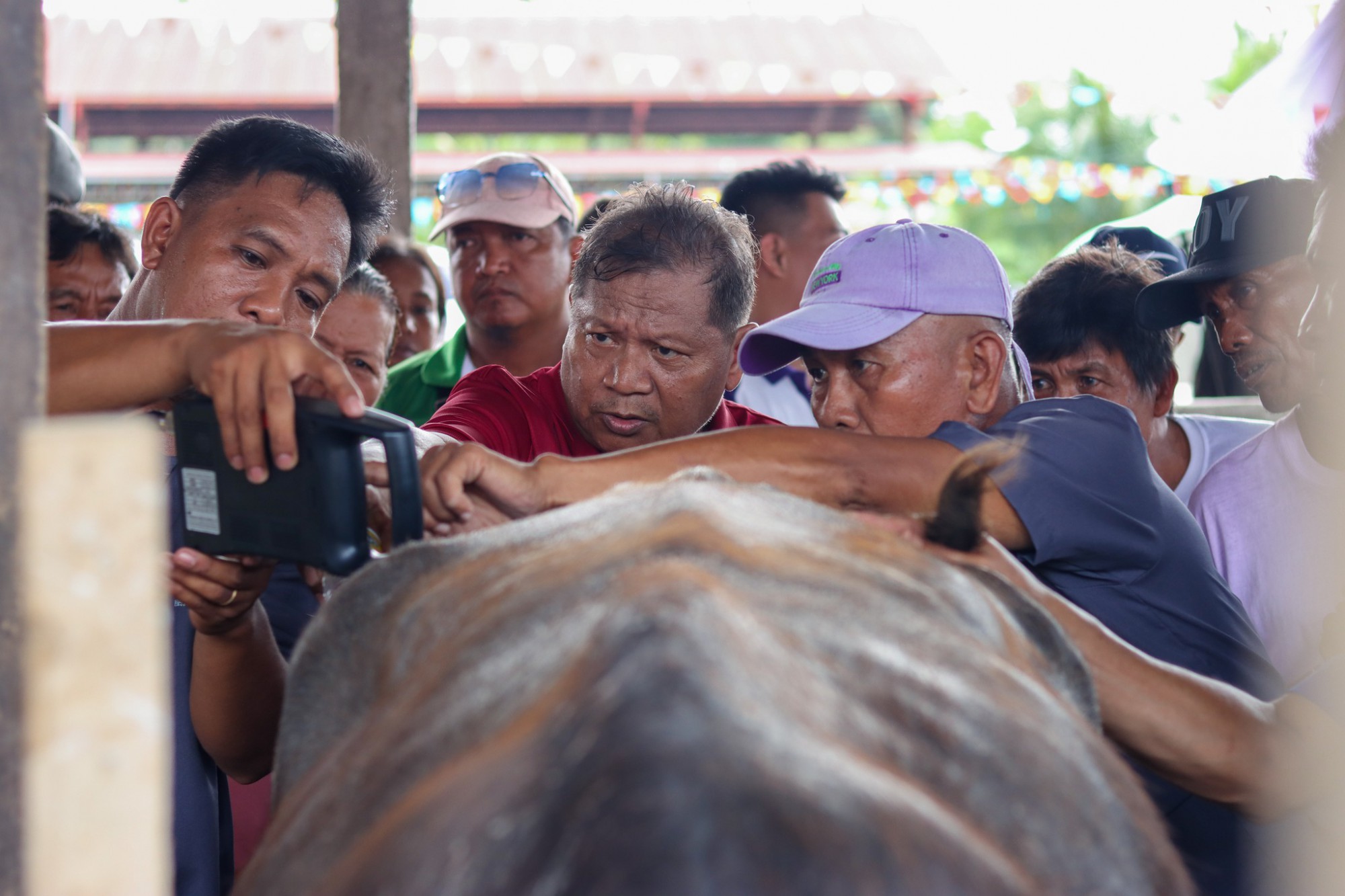 Reducing embryonic loss and enhancing AI efficiency in dairy buffaloes